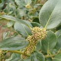 Ilex rotunda fleur P23 (2)